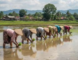 Memasuki Musim Tanam, Petani Bojonegoro Mengeluh Kesulitan Cari Buruh Tani