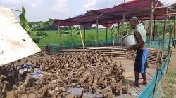 Baca Peluang Ketersediaan Daging dalam Menu MBG, Bumdes Anyawiji Bisnis Pembesaran Bebek