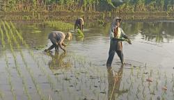 Mengapa Petani Cenderung Memiliki Gaya Hidup yang Lebih Sehat?