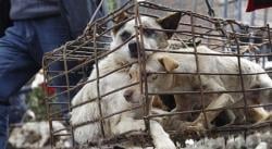 Gubernur DKI Terbitkan Pergub No. 36 tahun 2025, Daging Anjing dan Kucing Dilarang Diperdagangkan