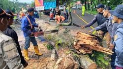 Kayu Besar Roboh di Jalur Bukittinggi–Padang, Arus Sempat Macet Total