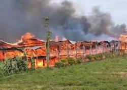 Penampakan Kandang Ayam di Jombang Terbakar Hebat, Damkar Masih Berjibaku Padamkan Api