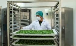 Bisnis Regeneratif Daun Kelor, Ubah Tanaman Lokal Menjadi Komoditas Bernilai Global