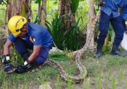 Menegangkan! Damkarmat Bojonegoro Evakuasi Ular Sanca 3 Meter di Sukosewu