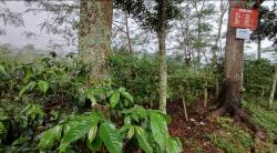 Potret Pilu Buruh Kebun yang Kehilangan Nafkah Pasca Perusakan 94 Hektare Kopi PTPN I Ijen