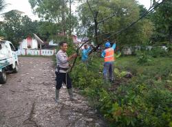 Hujan Disertai Angin Kencang Sebabkan Pohon Tumbang Nyaris Putusan Kabel Listrik di Neonbat