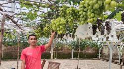 Pemuda Garut Sukses Kembangkan Wisata Anggur, Omzetnya Capai Ratusan Juta