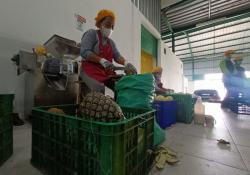 Dari Lahan Wakaf ke Industri Komunal: Transformasi Ekonomi Nanas Cirangkong