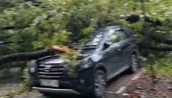 Cuaca Ekstrem! Pohon Tumbang Timpa Empat Mobil di Kantor Gubernur Sulsel