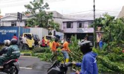 Hujan Disertai Angin Kencang, Pohon Besar Timpa Tiga Mobil Sekaligus di Jalan Jenggolo, Sidoarjo