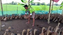 Baca Peluang MBG, Cerita Bumdes di Ngawi Kembangkan Peternakan Bebek
