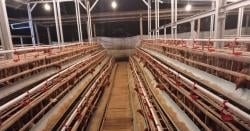 Dorong Ekonomi Warga, Desa Sukamaju Garut Kembangkan 800 Ayam Petelur