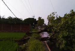 Hujan Angin Kencang Tumbangkan Pohon hingga Timpa Jalan dan Bangunan Rumah