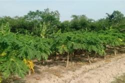 Permintaan Melonjak, Petani Lebak Genjot Produksi Pepaya Kalifornia untuk Kebutuhan MBG