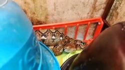 Anak Ular Piton 1 Meter Bersembunyi di Rak Piring Gegerkan Penghuni Rumah di Palangka Raya