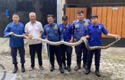 Damkar Evakuasi Ular Sanca 4 Meter yang Bersembunyi di Saluran Kloset