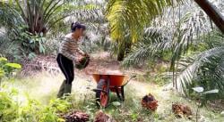 Perlindungan Pekerja Perempuan dan Anak Kunci Keberlanjutan Ekonomi