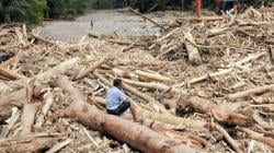 Soal Penebangan Kayu di Tapanuli Selatan, Kemenhut Klaim Tak Pernah Keluarkan Satu pun Izin