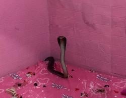 Kamar Tidur Diserbu Kobra, Damkar Krian Selamatkan Warga dari Kepanikan