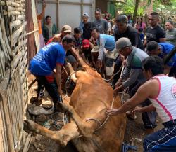Damkar Bondowoso Berhasil Evakuasi Sapi Bunting 1 Ton dari Dalam Septic Tank