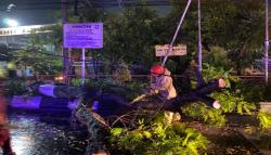 Trembesi Raksasa Tumbang Tutup Jalan Gondang–Sine, Lalu Lintas Sempat Lumpuh