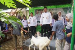 110 Ekor Kambing Asal Afsel Diserahkan ke Batealit, Diplot Jadi Sentra Peternakan Boer