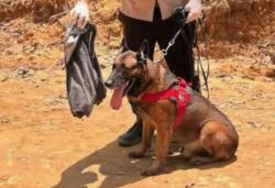 Gugur saat Cari Korban Banjir di Sumbar, Reno Anjing K-9 Polda Riau Jadi Pahlawan Kemanusiaan