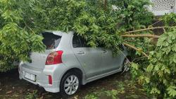 Hujan Disertai Angin Kencang Sebabkan Pohon Tumbang Timpa Tiga mobil di Boyolali