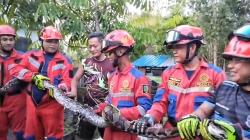 Ngeri, Ular Piton 3,5 Meter Mangsa Ayam Ternak Warga di Palangka Raya