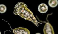 Lonjakan Mengerikan Amuba Pemakan Otak di Kerala: 170 Kasus, 42 Tewas Sepanjang 2025