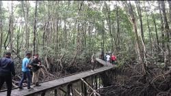 Konservasi Mangrove Bontang Beri Dampak Ekonomi dan Lindungi Pesisir
