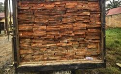 Angkut 10 Kubik Kayu Ilegal di Rohul, Dua Pelaku Ditangkap Polda Riau