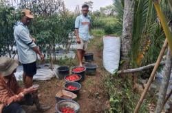 Harga Cabai Keriting Stabil di Angka Rp43 Ribu, Petani Cibadak Nikmati Panen Menguntungkan