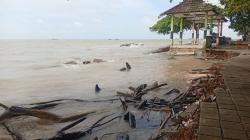 Pantai Laut Nek Aji Toboali Terancam Tinggal Cerita, Abrasi Semakin Meluas