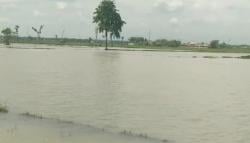 Sawah Terendam, Bibit Habis, Kredit Menjerat Petani Jono Menunggu Keajaiban