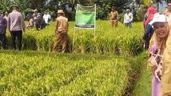 Ratusan Hektare Terserang Hama Tikus, Petani Sawah di Kecamatan Selaawi Merugi