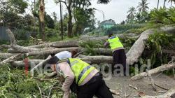 Dua Pengendara Luka Tertimpa Pohon Tumbang di Jalur Wisata Guci-Kalibakung Tegal