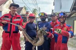 Seekor Biawak Besar Masuk Pekarangan, Sempat kabur dan Berusaha serang Petugas Damkar