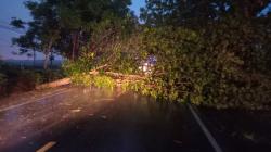 Diterjang Hujan dan Angin Kencang, Sejumlah Pohon di Jalur Bojonegoro–Cepu Tumbang