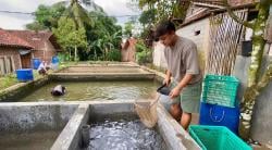 Gagal Cari Kerja, Pemuda Asal Gentansari Ini Sukses Raup Cuan Ratusan Juta dari Ikan Lele