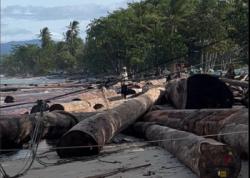Kayu Berlabel Kemenhut Terdampar di Lampung, Asal-Usul Pengiriman dari Sumbar Jadi Sorotan