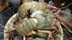 Budidaya Lobster Modern di Pangandaran Bidik Tahta Dunia yang Dikuasai Vietnam