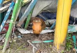 King Kobra 3 Meter Masuk Lingkungan Rumah Pekerja Sablon di Palangka Raya, Damkar Lakukan Evakuasi