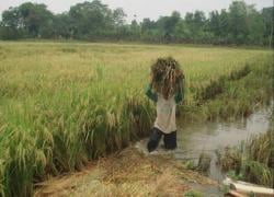 Cuaca Ekstrem, Petani Lakukan Mitigasi Antisipasi Puso