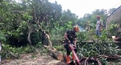 Hujan Deras dan Angin Kencang Terjang Prajekan, 24 Rumah Rusak dan Sejumlah Pohon Tumbang