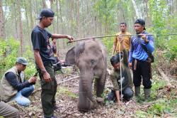 Kasihan, Anak Gajah di Taman Nasional di Riau Terjerat