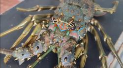 Melimpahnya Benih Lobster Pangandaran Jadi Modal Indonesia Rebut Kembali Pasar Dunia