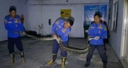 Hendak Wudhu, IRT di Jombang Kaget Muncul Ular Sanca 5 Meter Bersiap Menyerang