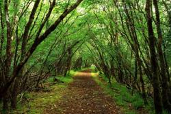 Suku Baduy Tegas Menjaga Hutan Lindung Warisan Leluhur di Musim Hujan