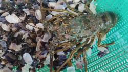 Lobster Pangandaran Siap Gulingkan Dominasi Vietnam di Pasar Dunia